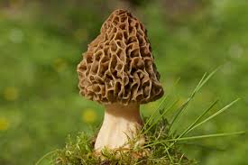 Attēlu rezultāti vaicājumam “Ceratiomyxa morchella macro”