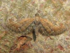 Attēlu rezultāti vaicājumam “Eupithecia satyrata”