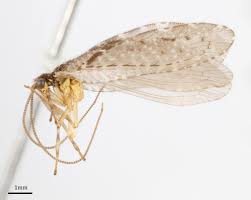 Attēlu rezultāti vaicājumam “Hemerobiidae”