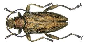 Attēlu rezultāti vaicājumam “Donacia dentata”