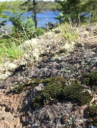 Attēlu rezultāti vaicājumam “Schistidium apocarpum”