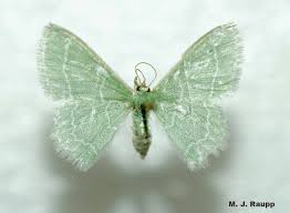 Attēlu rezultāti vaicājumam “Comatricha fragilis stalked”