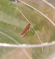 Attēlu rezultāti vaicājumam “Nematopogon sp.”