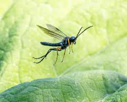 Attēlu rezultāti vaicājumam “Tenthredo mandibularis”