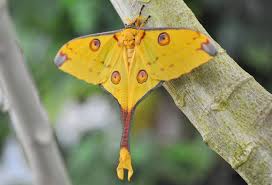 Attēlu rezultāti vaicājumam “Lepidoptera”