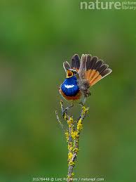 Attēlu rezultāti vaicājumam “Luscinia svecica”