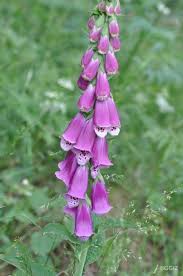 Image result for Fingerhut rot