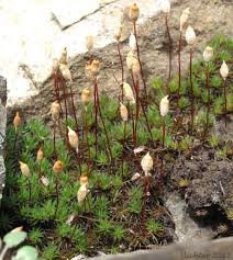 Attēlu rezultāti vaicājumam “Polytrichum juniperinum”