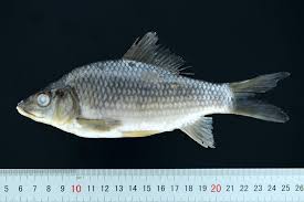 Image result for Cyprinus multitaeniatus