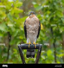 Attēlu rezultāti vaicājumam “Accipiter nisus male”