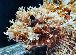 Image result for Scorpaena scrofa