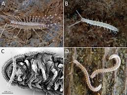 Attēlu rezultāti vaicājumam “Strongylosoma pallipes”