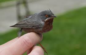 Image result for Phylloscopus orientalis
