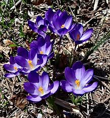 Attēlu rezultāti vaicājumam “Crocus tommasinianus”