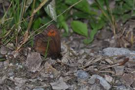 Attēlu rezultāti vaicājumam “Erebia aethiops upperside”