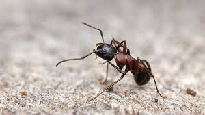 Attēlu rezultāti vaicājumam “Formicidae”