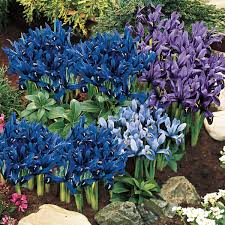 Attēlu rezultāti vaicājumam “Iris reticulata”