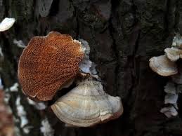 Attēlu rezultāti vaicājumam “Trichaptum abietinum”