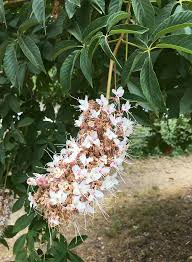 Attēlu rezultāti vaicājumam “Aesculus”