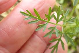 Attēlu rezultāti vaicājumam “Peucedanum palustre”