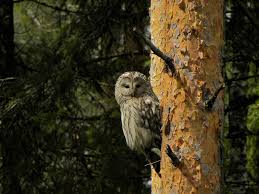 Attēlu rezultāti vaicājumam “Strix uralensis adult”