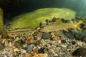 Image result for Mylopharodon conocephalus