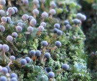 Attēlu rezultāti vaicājumam “Physarum globuliferum spores”