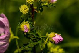 Attēlu rezultāti vaicājumam “Malva moschata bud”