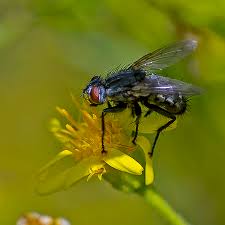 Attēlu rezultāti vaicājumam “Sarcophaga carnaria”