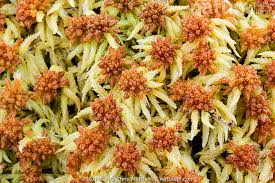 Attēlu rezultāti vaicājumam “Sphagnum palustre”