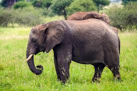 Image result for sad elephant
