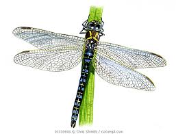 Attēlu rezultāti vaicājumam “Aeshna juncea”