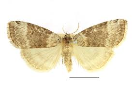 Attēlu rezultāti vaicājumam “Tetheella fluctuosa”