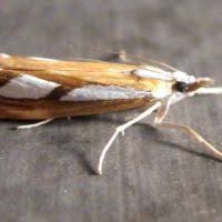 Attēlu rezultāti vaicājumam “Catoptria fulgidella”