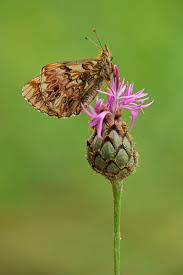 Attēlu rezultāti vaicājumam “Boloria titania underside”