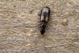 Attēlu rezultāti vaicājumam “Calodromius spilotus”