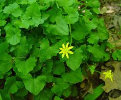 Attēlu rezultāti vaicājumam “Ficaria verna flower”