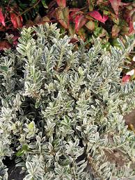 Attēlu rezultāti vaicājumam “Euonymus”