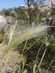 Attēlu rezultāti vaicājumam “Hordeum jubatum”