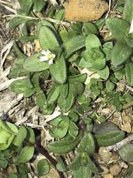 Attēlu rezultāti vaicājumam “Cerastium semidecandrum”