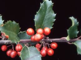 Attēlu rezultāti vaicājumam “Ilex x meserveae”