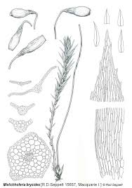 Attēlu rezultāti vaicājumam “Pohlia elongata”