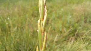 Attēlu rezultāti vaicājumam “Elytrigia repens subsp. arenosa”