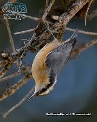 Image result for Sitta canadensis