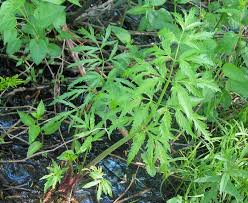 Attēlu rezultāti vaicājumam “Cicuta virosa leaf”