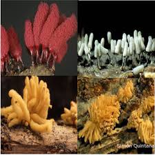 Attēlu rezultāti vaicājumam “Arcyria globosa”