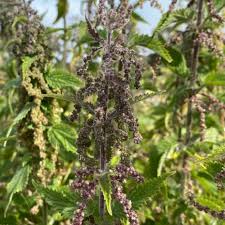 Attēlu rezultāti vaicājumam “Urtica dioica fruit”