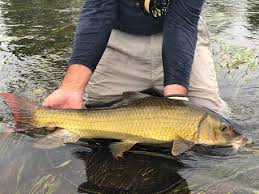 Image result for Moxostoma carinatum