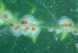 Attēlu rezultāti vaicājumam “Aleurochiton aceris nymph”