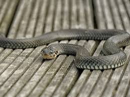 Image result for Ringelnatter